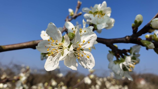 Lente