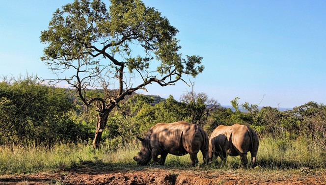 Afrika Suite