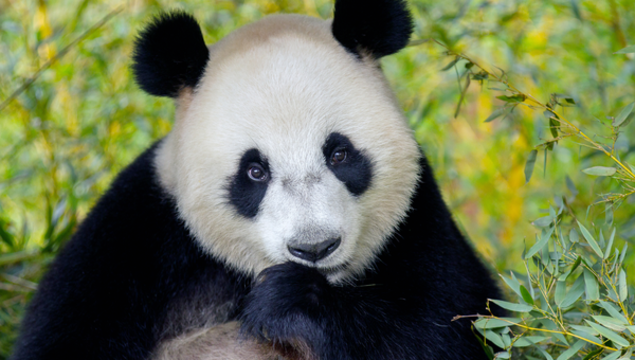 Ouwehands Dierenpark