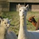 Wandelen met Alpaca's