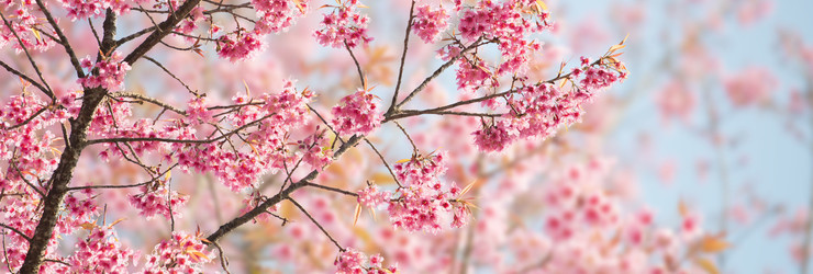 Natuur